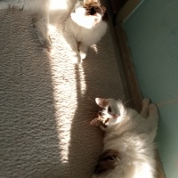 Tekir Kedi, Kedi  miya fotoğrafı