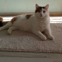 Tekir Kedi, Kedi  miya fotoğrafı
