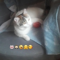 Tekir Kedi, Kedi  miya fotoğrafı