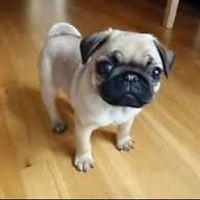 Pug, Köpek  Meks fotoğrafı