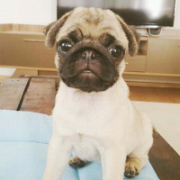 Pug, Köpek  Meks fotoğrafı