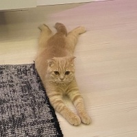 Scottish Fold, Kedi  Luna fotoğrafı