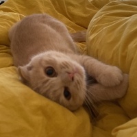Scottish Fold, Kedi  Luna fotoğrafı