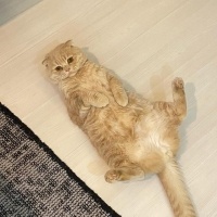 Scottish Fold, Kedi  Luna fotoğrafı