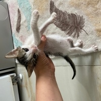 Tekir Kedi, Kedi  Papatya fotoğrafı