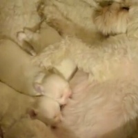Maltese, Köpek  Baydil fotoğrafı
