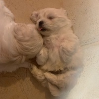 Maltese, Köpek  Baydil fotoğrafı