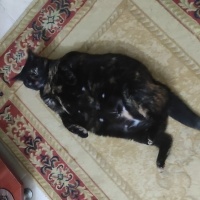 Tekir Kedi, Kedi  Minnoş fotoğrafı