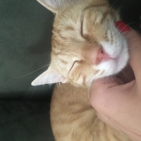 Sarman, Kedi  Luna fotoğrafı