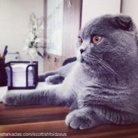 Scottish Fold, Kedi  Zeus fotoğrafı