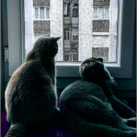 Scottish Fold, Kedi  Zeus fotoğrafı