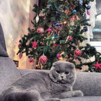 Scottish Fold, Kedi  Zeus fotoğrafı
