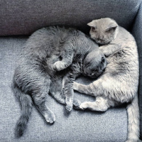 Scottish Fold, Kedi  Zeus fotoğrafı