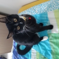 Tuxedo (Smokin) Kedi, Kedi  Gece fotoğrafı