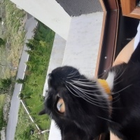 Tuxedo (Smokin) Kedi, Kedi  Gece fotoğrafı