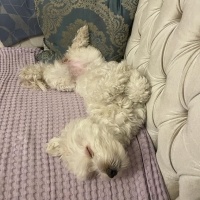 Maltese, Köpek  Bella fotoğrafı