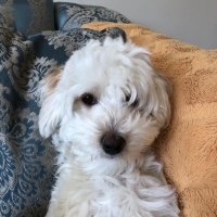 Maltese, Köpek  Bella fotoğrafı