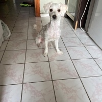Maltese, Köpek  Bella fotoğrafı