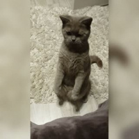 British Shorthair, Kedi  Venüs fotoğrafı