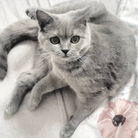 British Shorthair, Kedi  Venüs fotoğrafı