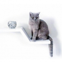 British Shorthair, Kedi  Venüs fotoğrafı