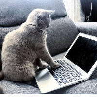 British Shorthair, Kedi  Venüs fotoğrafı