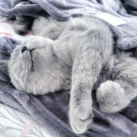 British Shorthair, Kedi  Venüs fotoğrafı