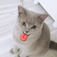 British Shorthair, Kedi  Venüs fotoğrafı