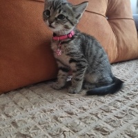 Tekir Kedi, Kedi  papatya fotoğrafı