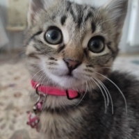 Tekir Kedi, Kedi  papatya fotoğrafı