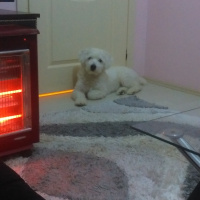 Maltese, Köpek  Cimbom fotoğrafı