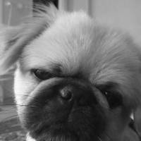 Pekingese, Köpek  gofret fotoğrafı