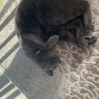 Mavi Rus, Kedi  Şans fotoğrafı