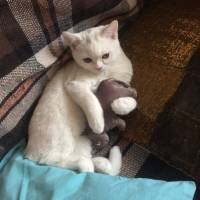 British Shorthair, Kedi  İnfiniti fotoğrafı