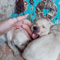 Golden Retriever, Köpek  golden fotoğrafı