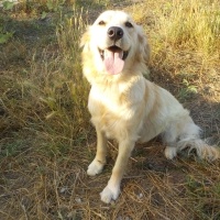 Golden Retriever, Köpek  golden fotoğrafı