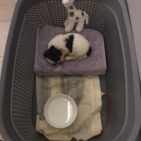 Shih Tzu, Köpek  BOBY fotoğrafı