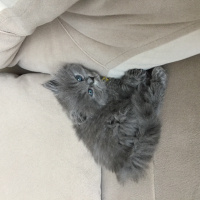 British Shorthair, Kedi  Behlül  fotoğrafı