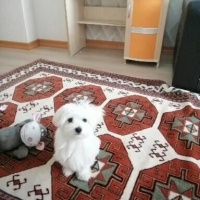 Maltese, Köpek  Barbie fotoğrafı