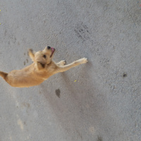 Golden Retriever, Köpek  Mart fotoğrafı