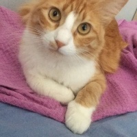 Sarman, Kedi  Bal fotoğrafı