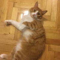 Sarman, Kedi  Bal fotoğrafı