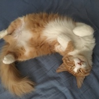 Sarman, Kedi  Bal fotoğrafı