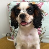 Cavalier King Charles Spanieli, Köpek  Balım fotoğrafı