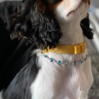 Cavalier King Charles Spanieli, Köpek  Balım fotoğrafı