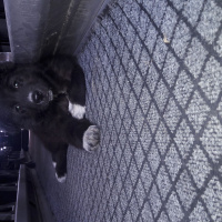 Alman Çoban Köpeği, Köpek  Rafi fotoğrafı