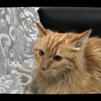 Tekir Kedi, Kedi  Badem fotoğrafı