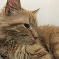 Tekir Kedi, Kedi  Badem fotoğrafı