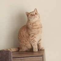 British Shorthair, Kedi  Leo fotoğrafı
