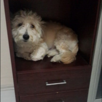 Maltese, Köpek  Mösyö Bambam fotoğrafı